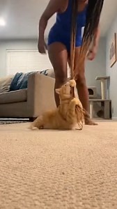 Tress-Clinging Terror — Girl's Gentle Tugs Fail Against Gold Grabber's Unyielding Braid Rodeo 🤪 #funny #catvideo #crazycat #funnyanimals #viral | NextGen Visuals Sr