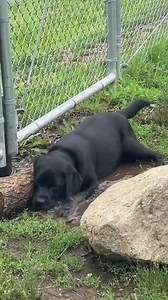 NEL FANGO TOTALE | Oregon UN Labrador PER AMICO