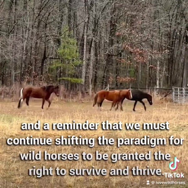 136 reactions · 23 shares | Wild horses are amazing, adaptable &...