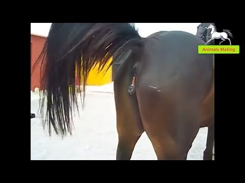 World Wildlife - Horse species mating season 1 | Wonderful farm