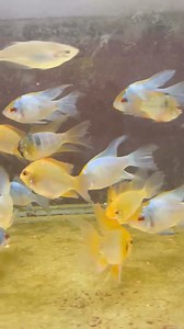 2.1K views · 23 reactions | Recieving these Beautiful Hi Fin Ram varieties shortly @ Fishy Bizniz Farm! 762-1223 | FISHY Bizniz FARM | Facebook