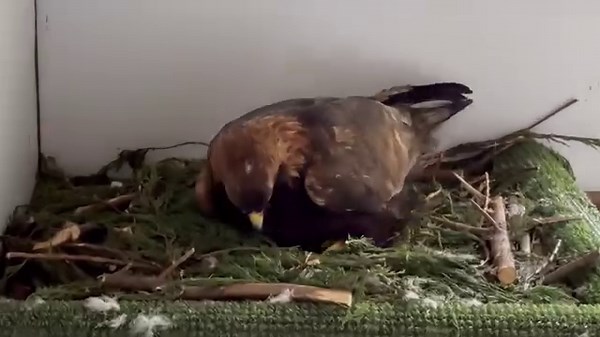 24K views · 409 reactions | A little update on the Steppe Eagle chick...