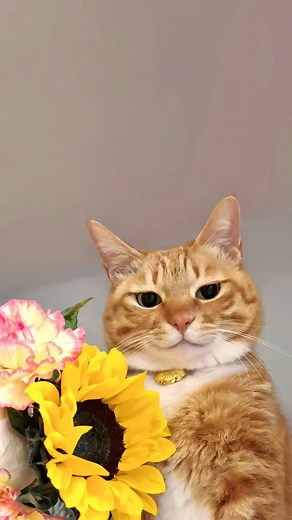 Hola! Te enseño a convertir una foto de tu iPhone a documento PDF sin programas y super rápido. 🥰 Tags: #divinelady #pdf #jpg #hacks #iphone | Divinelady Mx