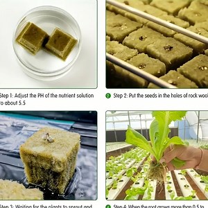 [Hot Item] 5*5*5cm Rockwool Cubes for Growing Hydroponic Farming Lettuce