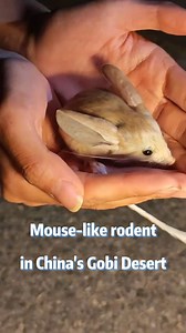 13K views · 164 reactions | A long-eared jerboa was spotted by tourists in northwest China's Gobi Desert. The mouse-like rodent has a long tail, long hind legs, and exceptionally large ears. #China #rodent #rare #GobiDesert #Dunhuang | China Xinhua News | Facebook
