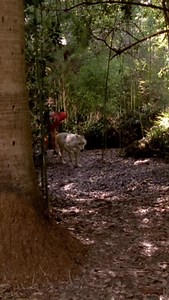 True Blood Season 4, Episode 4 — “I’m Alive and on Fire” (aired July 17, 2011) delivers chaotic fun from Eric’s fairy-blood high amid rising tensions. Key Plot Points: • Eric (high on fairy blood) is giddy, amnesiac, and childlike—swimming naked, pinching Sookie, calling himself a sea god, and ignoring sunlight risks. Sookie recruits Alcide to track him; they share tense, shirtless moments while Bill searches too. Eric’s carefree antics highlight Alexander Skarsgård’s comedic side. • Pam pressur