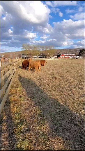 Wildroots Farm on TikTok