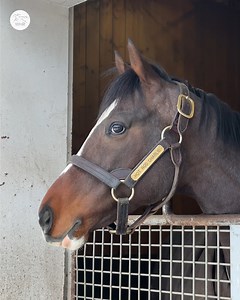 12K views · 532 reactions | Sassy as always, HOT ROD CHARLIE  | World Horse Racing | Facebook