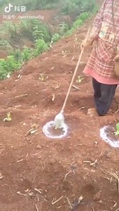 Love this smart technique for applying our Polysulphate fertilizer. Simple and clever! Being used by a farmer in Guangxi province, China, applying Polysulphate Standard to tobacco. #fertilizer #cropnutrition #productivitytips | ICL growing solutions