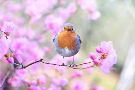 Why Do Robins Hop? When Do They Hop? And Why? Do All Birds Hop?