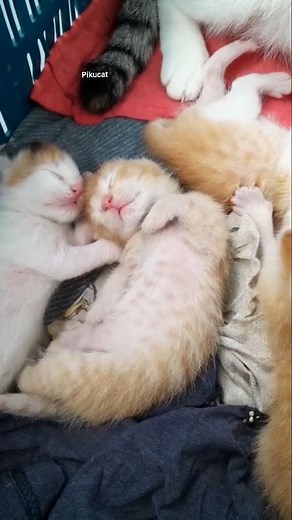 Good morning cat lover | Pikucat