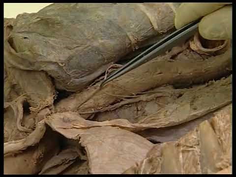 Dissection du corps humain, commentée : éléments postérieurs du thorax vue dorsale