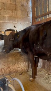 0535 460 28 07 tel Bir adet A A #inegim #27 #litre #SÜTÜ #vardır Kendi kapı malımdır elle makina ile sağılır #TAKASA #acıktır #nakliyemiz #MEVCUTTUR | Halil Karadah