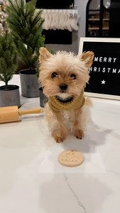 3.1K views · 1.1K reactions | Let’s make homemade salt dough paw print ornaments! It’s way easier than you think! ✨ Screenshot the recipe at the end! . . . . . . . . #christmas #christmastree #stocking #decorate #christmasdecor #holiday#holidayseason #santa #elf #winter #flockedtree #yorkie #yorkies #yorkshireterrier #terrier #dog #dogs #puppy #puppies #doglover #cutedog #traditionalyorkie #chocolateyorkie #viral #trending #utah | The Utah Yorkies | Facebook