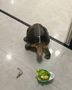 48K views · 211 reactions | Turtles are not that slow and this video is proof of that! | Viral Stories | Facebook