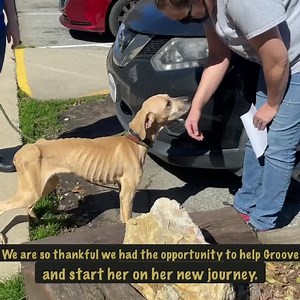 Groove has started the next stage of her journey with Chasin' Tail Rescue ! We want to thank everyone both in our community and around the world for their outpouring of love and support for Groove. It warms our hearts to see and pets like Groove that come through our shelter are why we strive every day to help the homeless animals of Guilford County. We will be following Groove as she progresses through her recovery and will post updates as we receive them from Chasin’ Tail Rescue. Happy Tails, 