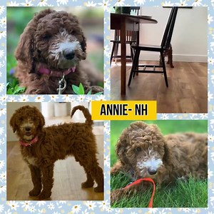 2.3K views · 82 reactions | UPDATE: Annie- NH has been adopted❣ Meet...