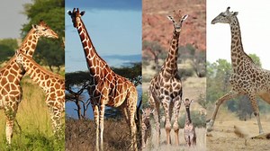 Study reveals four types of giraffe