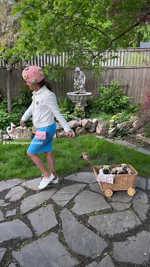 Our tiny visitors… 🥰#teamcreampuff 💙💛🧡💚🩷 #cubby #buttercup #peachesandcream #sweetpea #patunia @Pugdashians #granddaughter #devi Pugs and Kisses | Pugs and Kisses