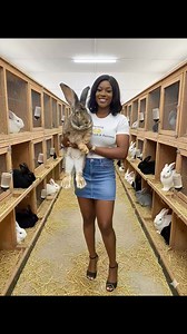 TOP 5 BIGGEST RABBIT BREEDS 🐇 1. Flemish Giant – The biggest of them all. 2. Continental Giant – Almost as huge as the Flemish. 3. British Giant – Big and fluffy. 4. Giant Chinchilla – Heavy and soft. 5. Checkered Giant – Long and lean with bold markings. These rabbits are big enough to surprise anyone — some weigh more than small dogs! | Rabbits Tips