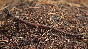 Anthill Colony Ants Close-up Anthill Pine Stock Footage Video (100% Royalty-free) 1099498189 | Shutterstock