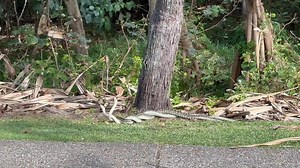 2.2K views · 43 reactions | If you saw our snake combat video in the...