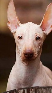 The Peruvian Inca Orchid (Peruvian Inca Dog) An ancient treasure from Peru 🌎✨ The Peruvian Inca Orchid has been a loyal companion since the time of the Inca — graceful, mysterious, and truly one of a kind 🐾❤️ #PeruvianIncaDog #PeruvianIncaOrchid | PAW POINT UK