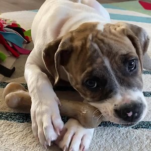 24K views · 981 reactions | Prehistoric-sized bone for chewers! 練...