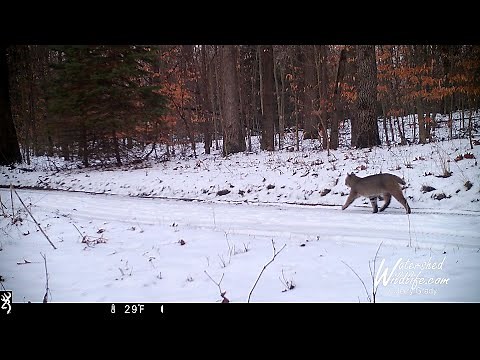 Flying Squirrel on Trail Cam & a Michigan Bobcat on a 2-Track