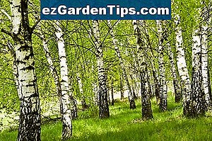 Nyírfa típusok 🌱 Tippek Kertészek - Hu.ezGardenTips.com