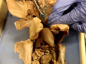 Fetal Pig Dissection Part One