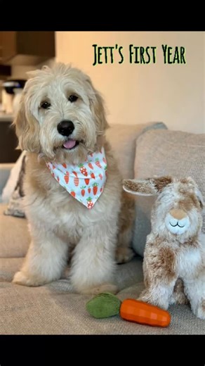 Watch Jett grow from a tiny pup to handsome young Dood! Happy Gotcha Day, Jett! #acadiagoldendoodles #newhomes #ganabreeders #puppylove #mountdesertislandmaine #massachusetts #Maine | Acadia Goldendoodles