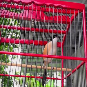 112K views · 1.1K reactions | Tidak bosan kalau mendengarkan burung kicau seperti ini | Dunia Burung | Facebook