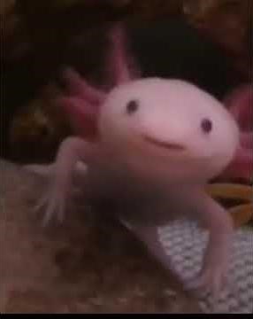 Cute Axolotl yawning 😂*FUNNY*