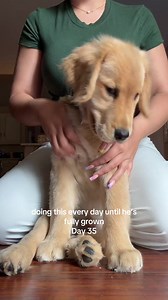 Day 35: Golden Retriever Puppy Wiggle Smiles
