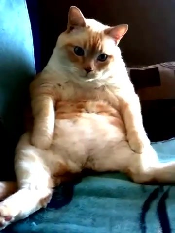 Cat Hiccup and fart at the same time Available for licensing at agencemediafailsworld@gmail.com#funny #funnyvideo #licensing #fail #fails #failsworld #adorable #catsoftiktok #cats #catlover