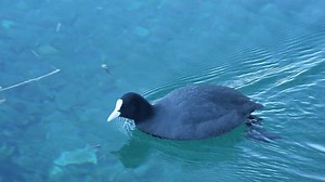 Single Common Coot Bird Swimming Tranquil Stock Footage Video (100% Royalty-free) 3998139403 | Shutterstock