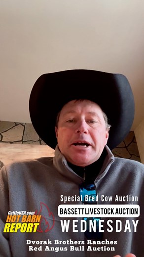 🔥Bassett Livestock Auction🔥 Wednesday, March 29 Dvorak Brothers Ranches Red Angus Bull Auction & Special Bred Cow Auction 9:00 am Weigh Ups 1:00 pm Dvorak Bulls followed by Bred Cows View and bid live on CattleUSA.com 🇺🇸 For more info bassettlivestock.com #hotbarnreport #cattleusa #usabeef #sellatauction #salebarn #cattle #diamonddozen #truepricediscovery #cowtown #cowtownusa | Hot Barn Report