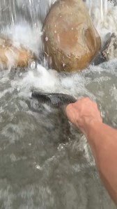 Silver carp playing in flowing water. | Angelo Vlog