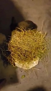 2.4K views · 92 reactions | Skylar, rescued as a baby, has hit puberty and she's one of the most aggressive nesters ever, lol! The stash she has under the bed is so impressive!  | Rabbitats | Facebook