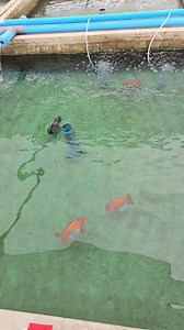 3.4K views · 132 reactions | ของแท้ของแท้.... the godzilla classic color AAAAA......ล้อเล่น.... #JackshogunStyle(ปิด.ทั้งคู่) | Cherdchai Jack Shogun | Facebook