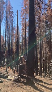 3.1K views · 109 reactions | How to safely cut down a large...