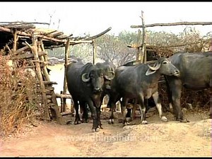Maldhari tribals breed Indian rural Buffaloes for meat and milk: attractive woman sends them off