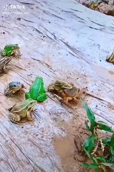 Funny Video Vip 01 (@funnyvideo_vip1)’s videos with original sound - Funny Video Vip 01