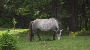 Dappled gray horse grazes on highland pastures. Domestic farm equine mammals grazing in green fields.