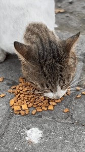 Wild Cat Eat Food On Road Stock Footage Video (100% Royalty-free) 3799965835 | Shutterstock