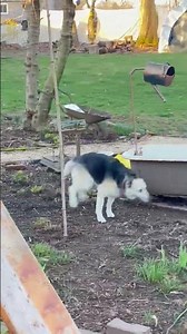 Cool Morning = WILD Ziva 🐾❄️ | Puppy Gets Frisky at Sunrise!