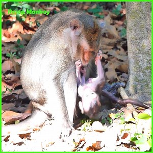 Never see this action before! monkey mommy is is warn-ing baby monkey for stop annoy!! | RESEP Monkey