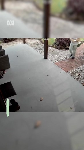 Cassowary and her chick followed home. #cassowary #australia #wild #flightless #wild #raptor | Bharat Chavda