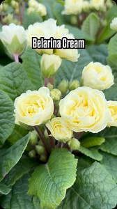 Belarina Cream #belarina #sweet #apricot #primula #landstedet #blomstersalg #have #garden | Gartneriet Landstedet - Blomstersalg
